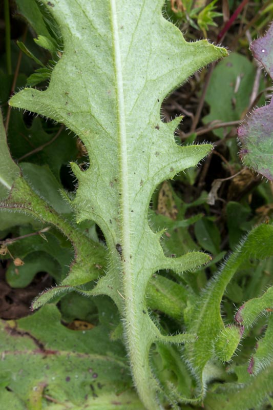 Hypochaeris radicata / Costolina giuncolina